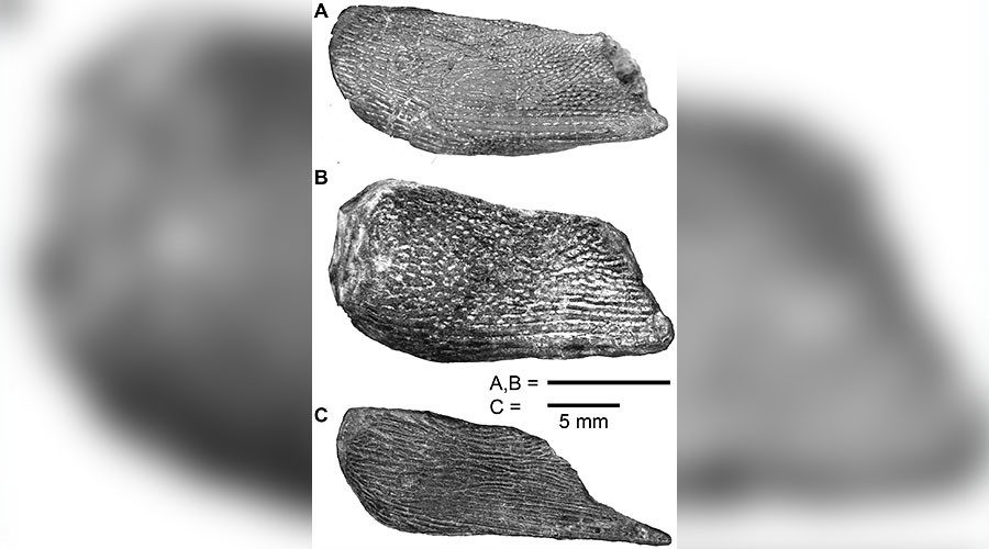 Comparison of dermal pelvic girdles of stem-sarcopterygians