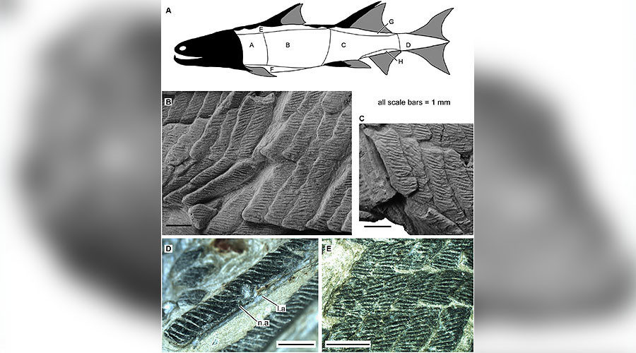 Click to enlarge Scales of Sparalepis tingi