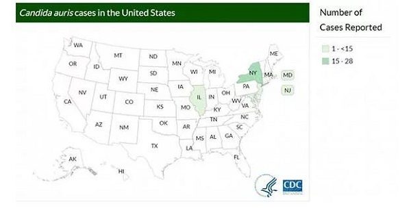 Click to enlarge candida aurus infections