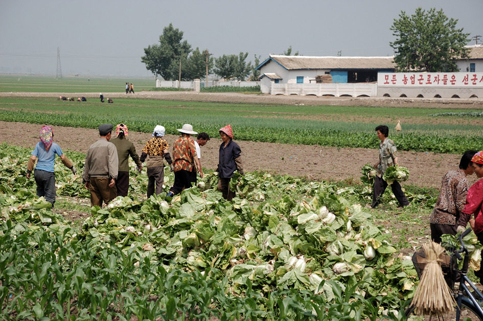 North Korea farm workers