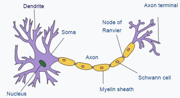 brain cells