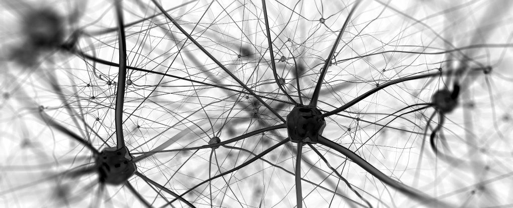 neurons