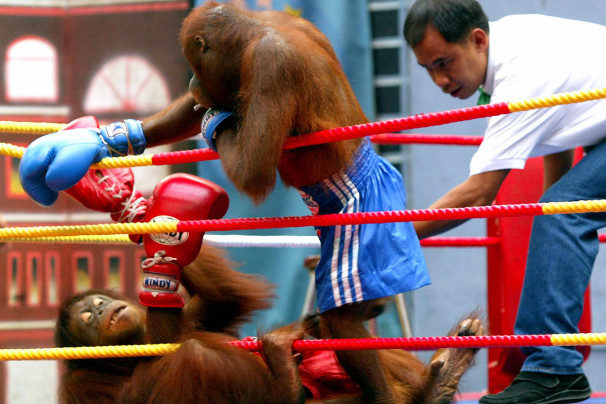 Orangutan boxing