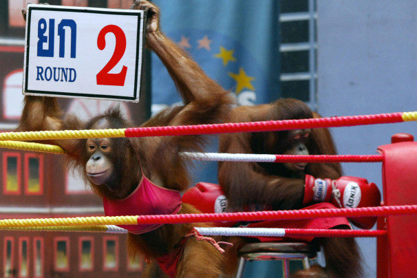 Click to enlarge Orangutans boxing