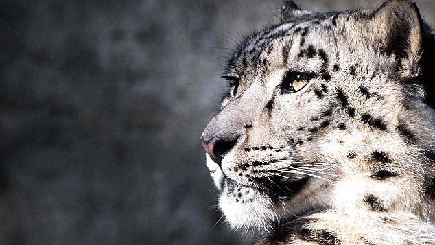 The snow leopard's remote habitat becomes a challenge in detecting its killers and in law enforcement