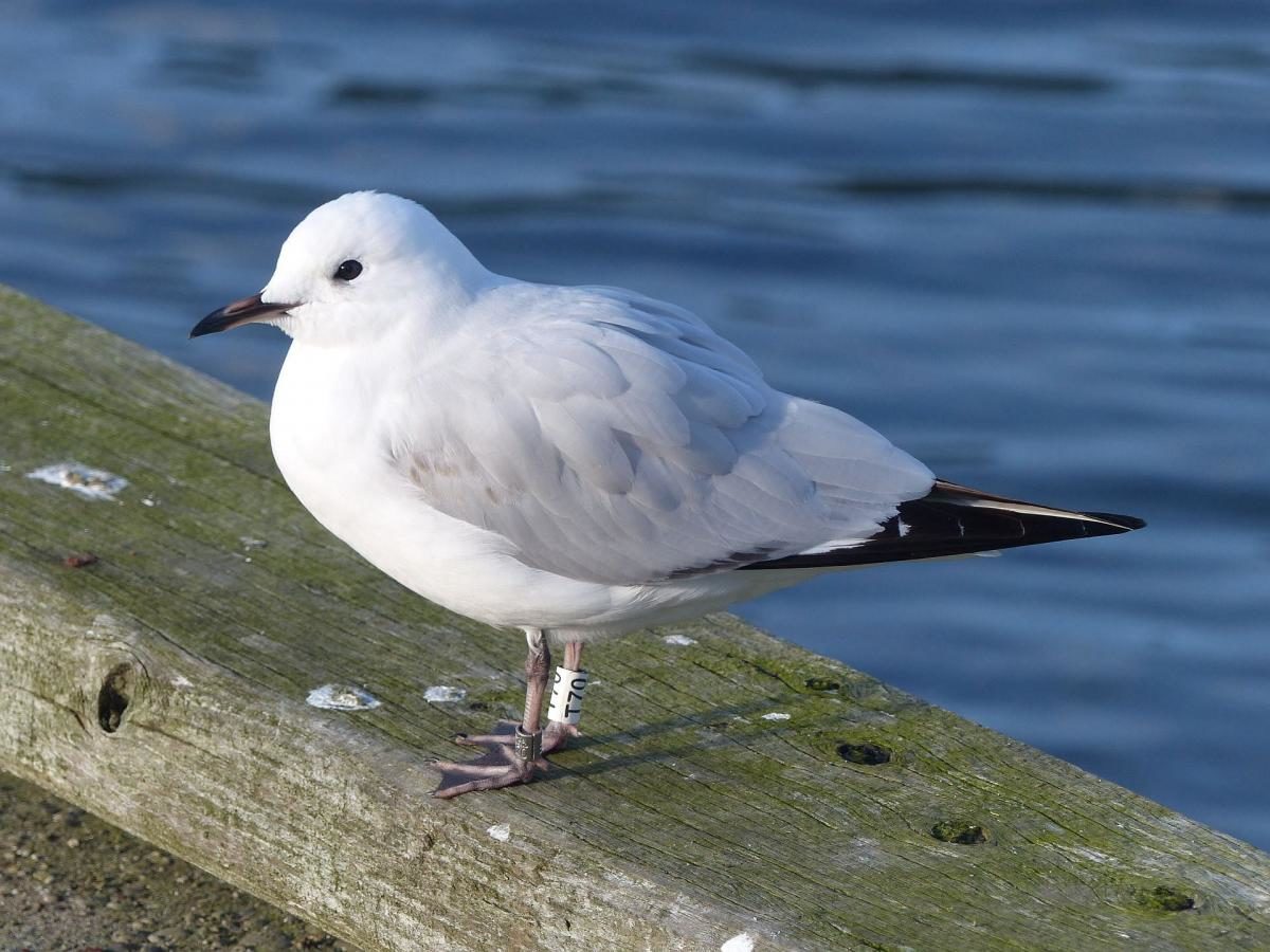It is believed that the black-billed gulls starved to death.