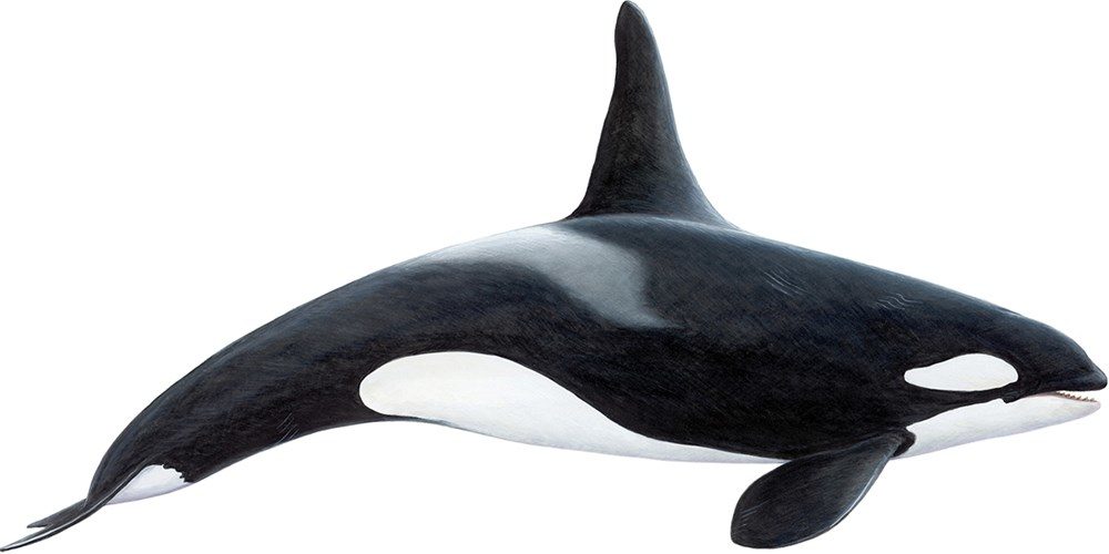 orca