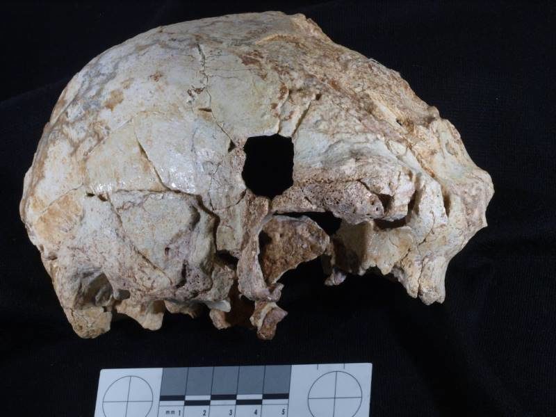 aroeira neanderthal skull