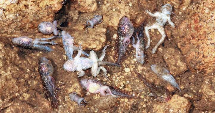 virus infecting toads portugal