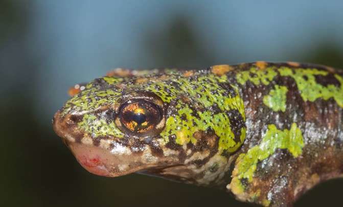 marbled newt ranavirosis, virus amphibians portugal