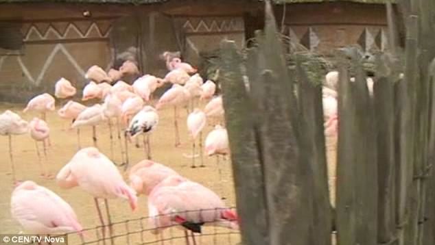 Flamingos at Jihlava Zoo