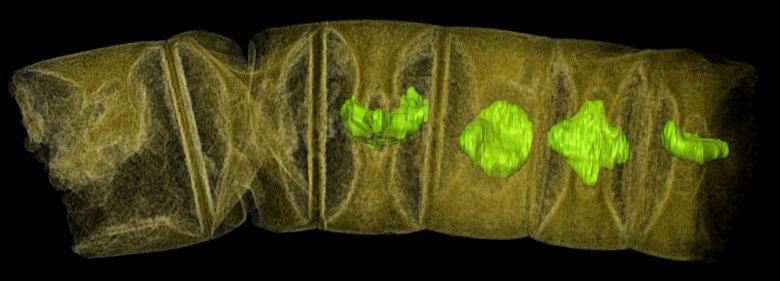 1.6 billion year old fossil oldest plant