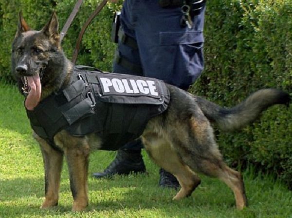 Click to enlarge K-9 dog