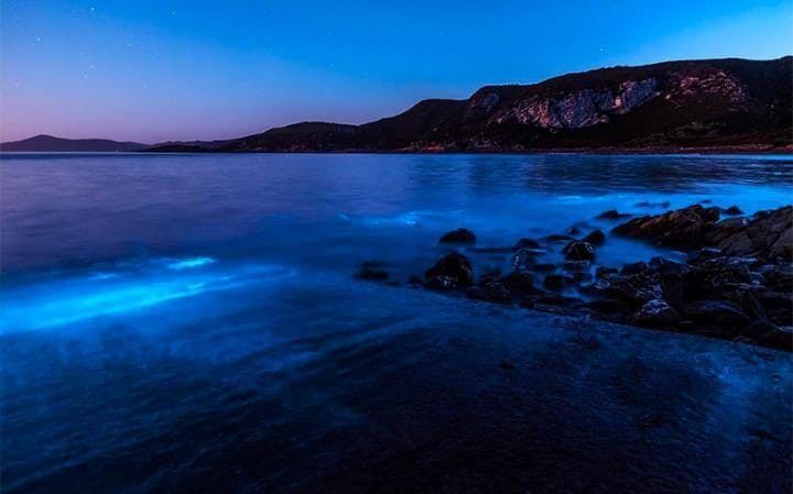 bioluminescent algae Tasmania