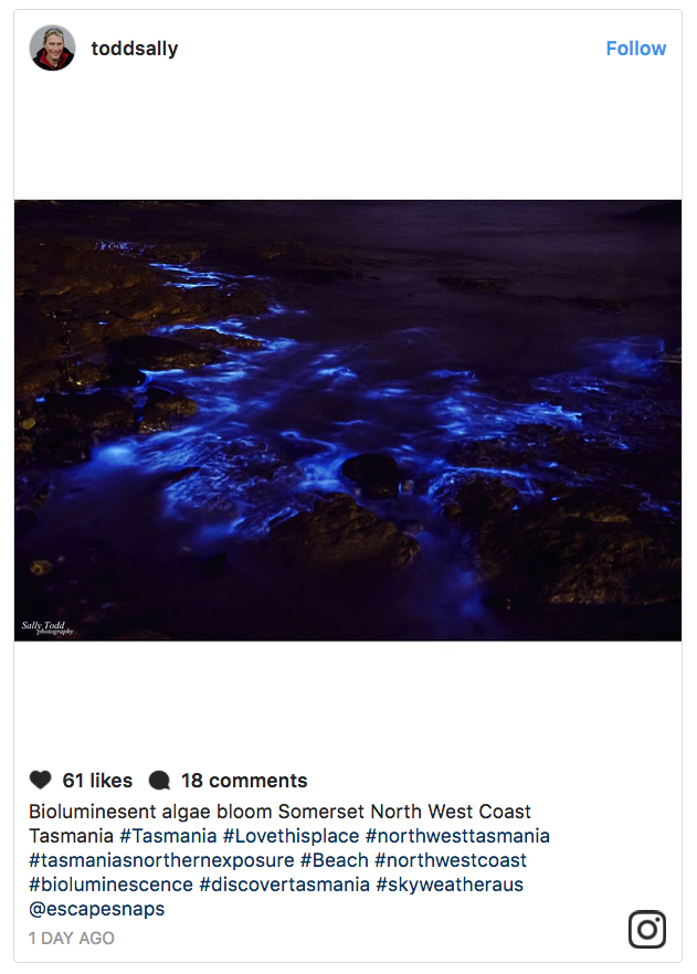 Click to enlarge tasmania blue-green algae