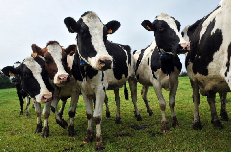 Turkey expels Dutch cattle