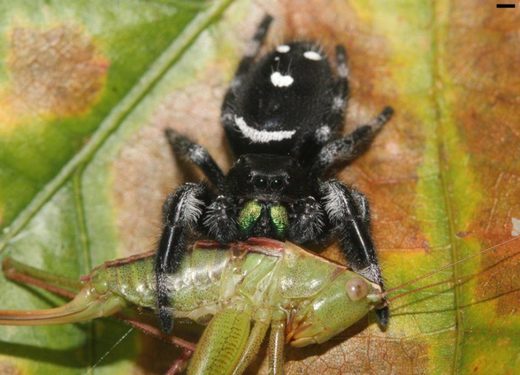 Click to enlarge Spider eat astronomical amount food
