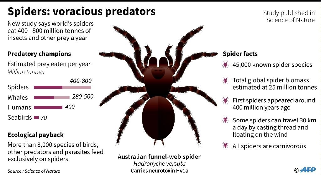 Click to enlarge spiders voracious predators