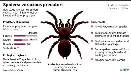spiders voracious predators