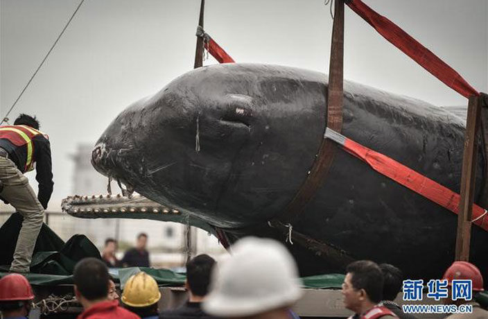 Click to enlarge whale