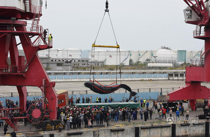 Click to enlarge whale
