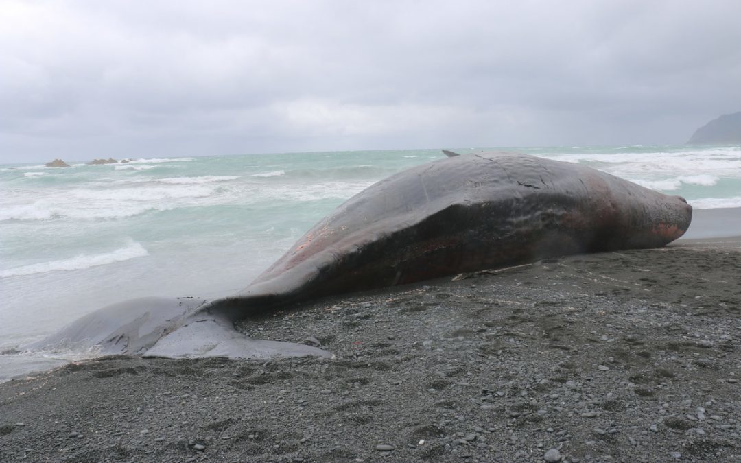 Click to enlarge dead sperm whale