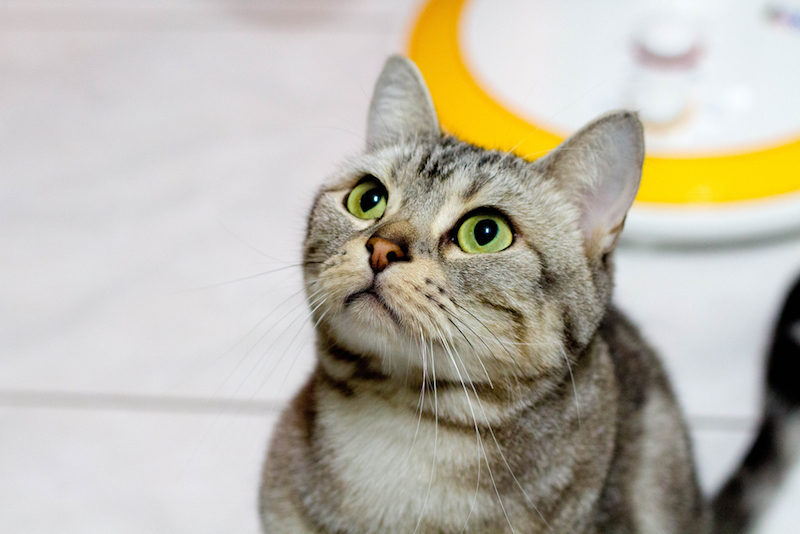 kitty-cat