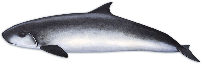 Pygmy Sperm Whale