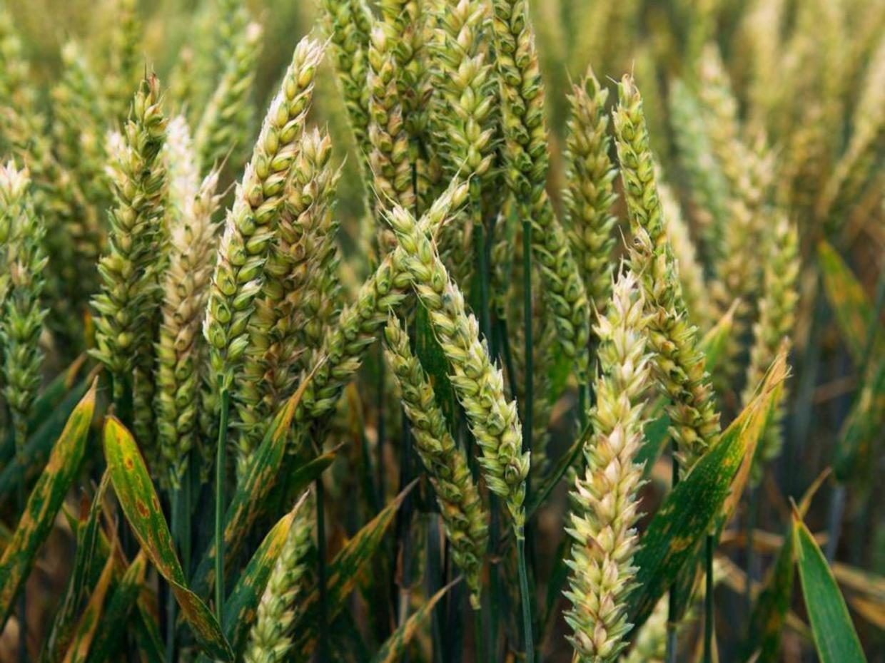 The plant disease threatens the world's crops 