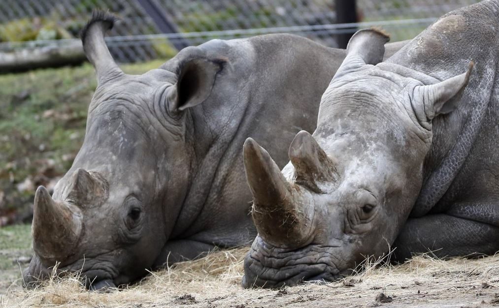 Click to enlarge Dvur Kralove zoo rhinoceros
