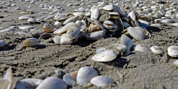 Click to enlarge Thousands of dead shellfish washed ashore at Waihi Beach have shocked local residents.