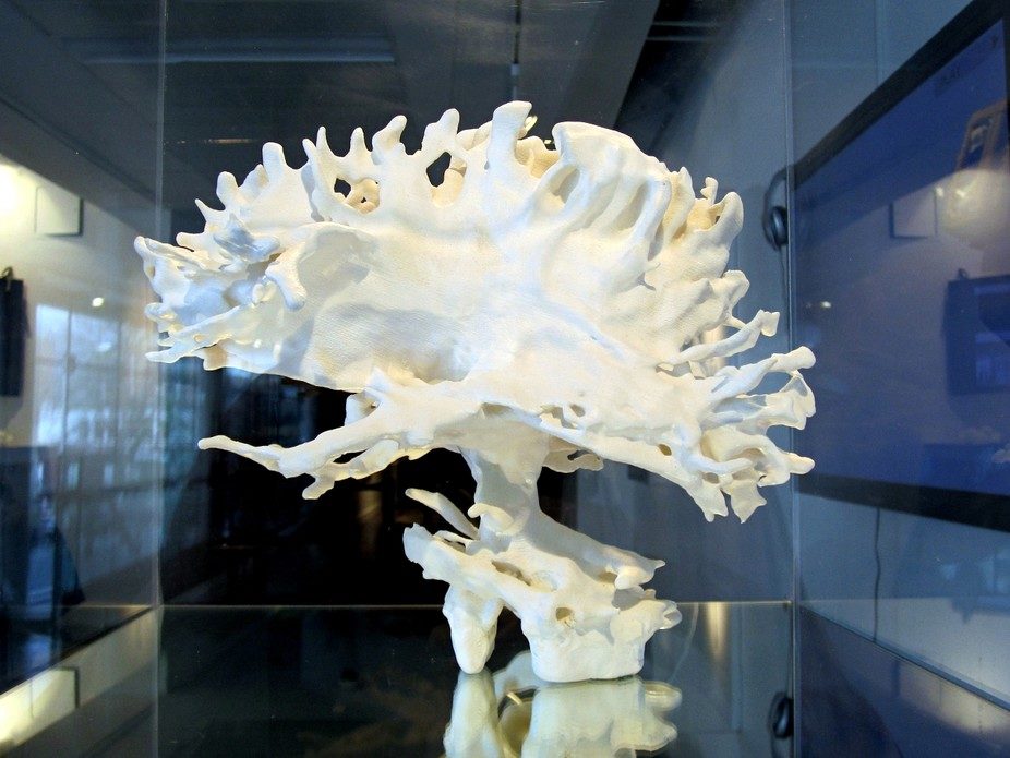 Neuroscience, brain