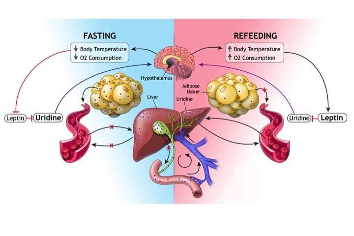 Click to enlarge fat cells