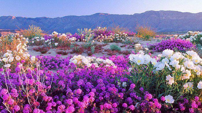 Superbloom