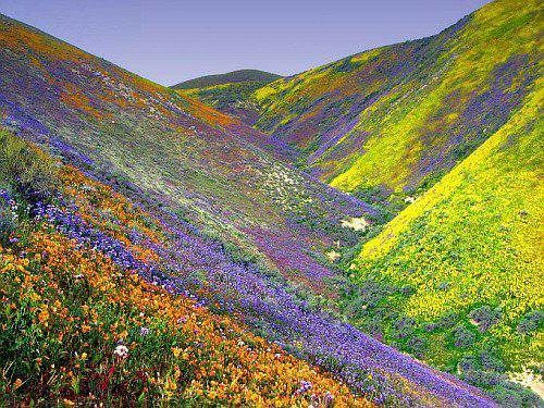 superbloom