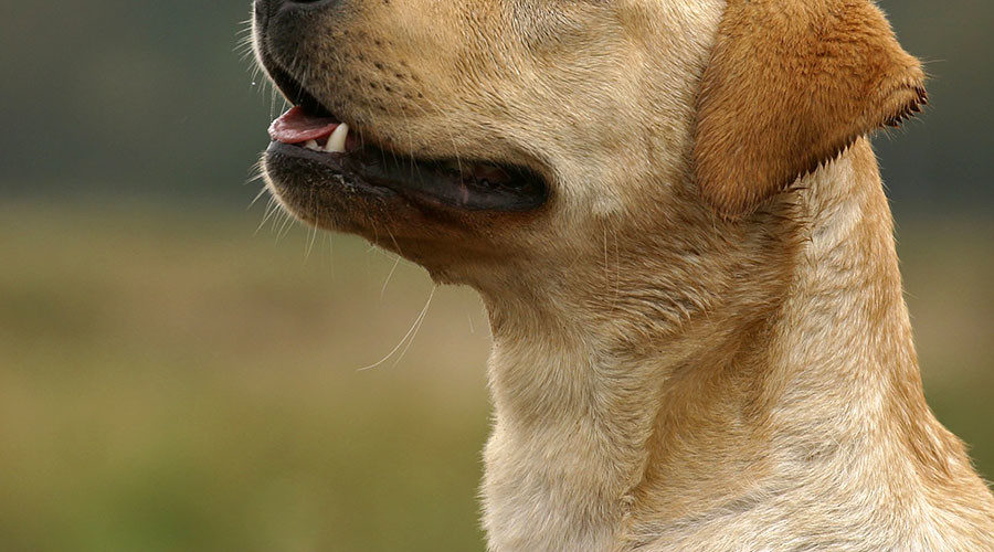 Doggie