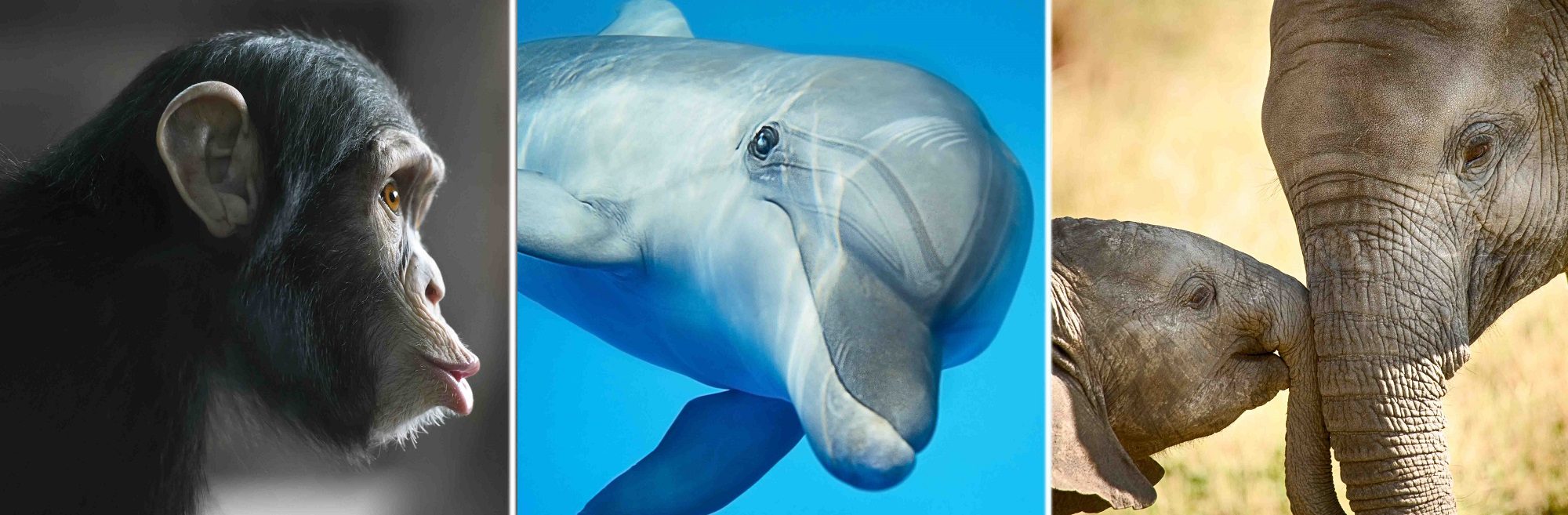 Click to enlarge Other Species