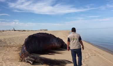 dead whale