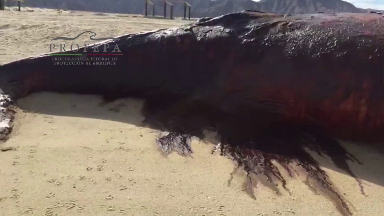 dead whale