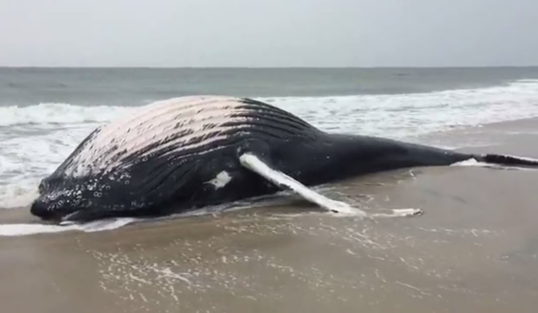 Click to enlarge dead whale