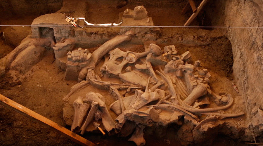 excavation of an enormous wooly mammoth