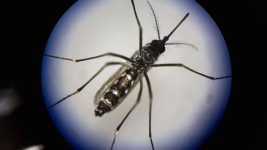 Click to enlarge nano bugbot