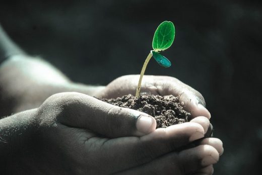 plant in hand