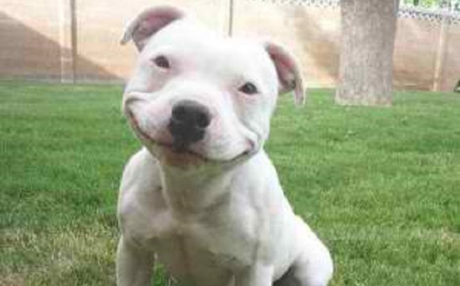 Pit bull