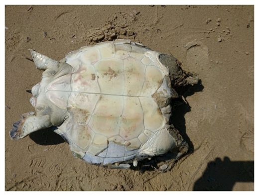 Beheaded turtle