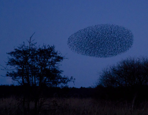 Click to enlarge Starlings cloud