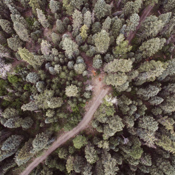 National forest