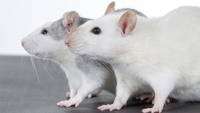 two mice
