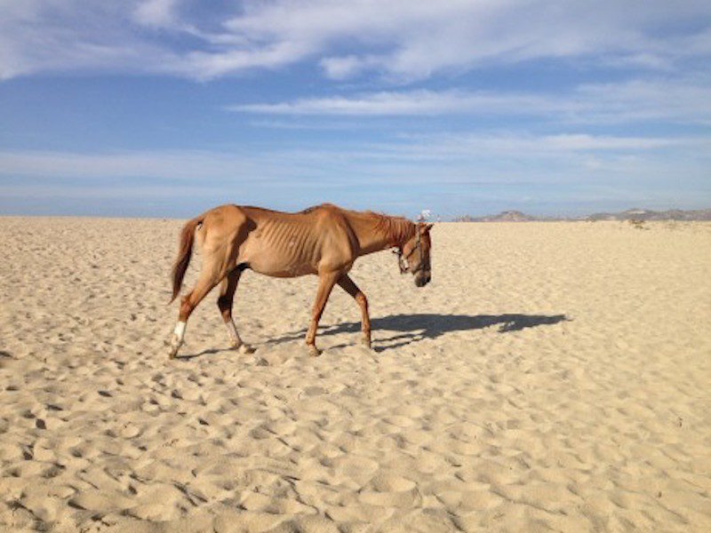 horse famine
