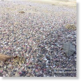 Click to enlarge dead marine life